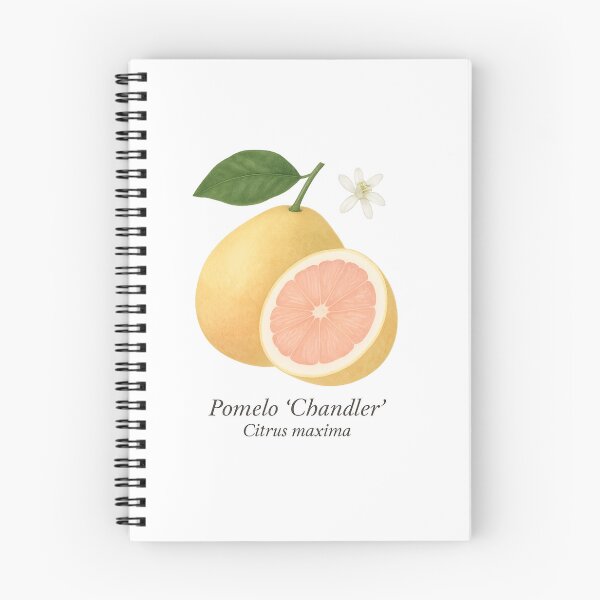 Item preview, Pomelo ‘Chandler’ – Sweet Pink Citrus Giant designed and sold by BloomKind.
