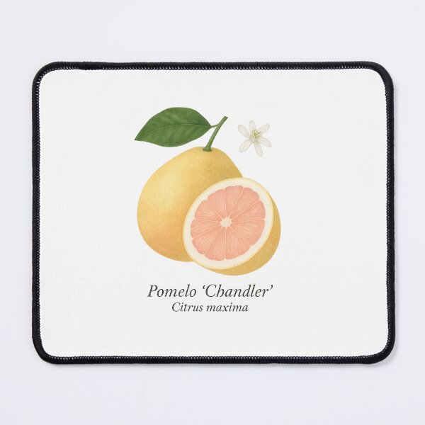 Item preview, Pomelo ‘Chandler’ – Sweet Pink Citrus Giant designed and sold by BloomKind.