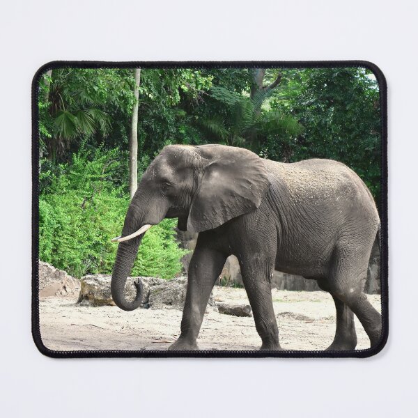 Item preview, Elephant in a Lush Habitat designed and sold by MercerImages.