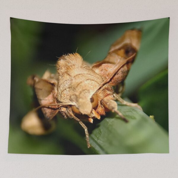 Item preview, Hawk Moth designed and sold by AnnDixon.