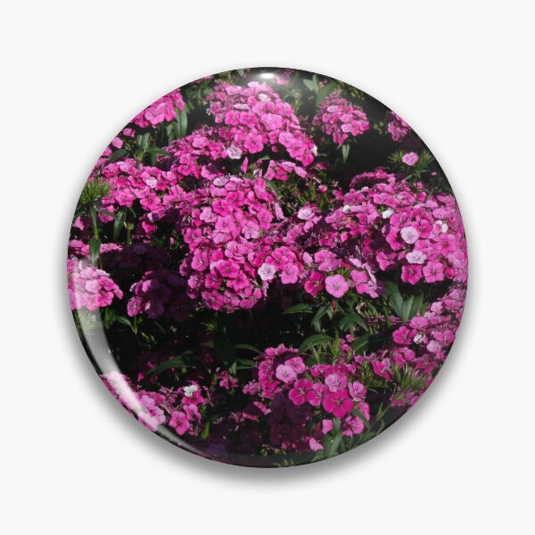 Item preview, Vibrant Pink Dianthus Flowers in Bloom designed and sold by CPhotographs.