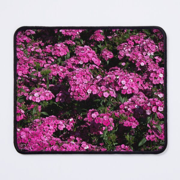 Item preview, Vibrant Pink Dianthus Flowers in Bloom designed and sold by CPhotographs.