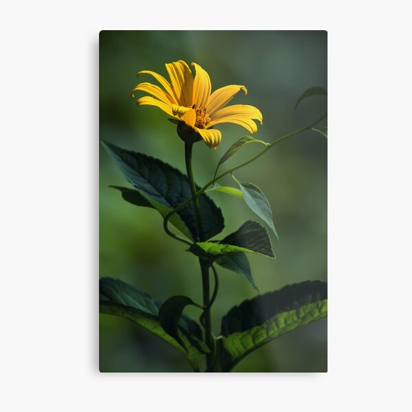 Sun Worshiper Metal Print