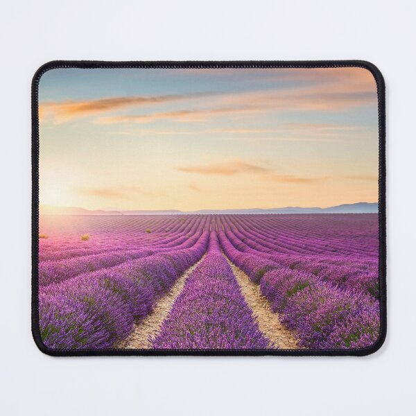 Item preview, Blooming lavender field at sunset in Valensole. Provence, France designed and sold by Stefano Orazzini.