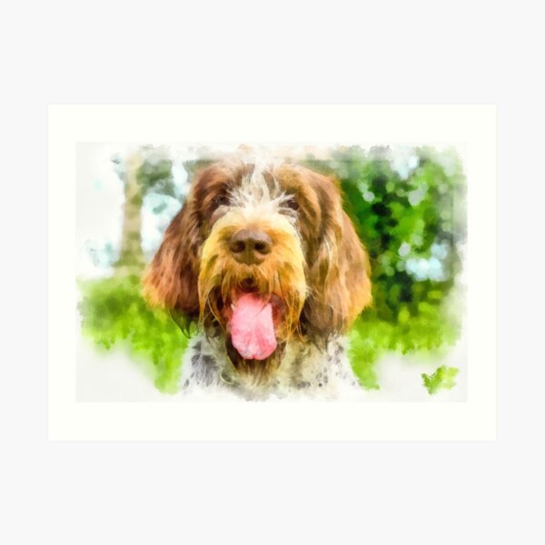 Smiling Spinone portrait Art Print