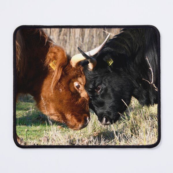 Item preview, Bullfighting – Head to Head / Swiss Artwork Photography designed and sold by Raphael Wolf.