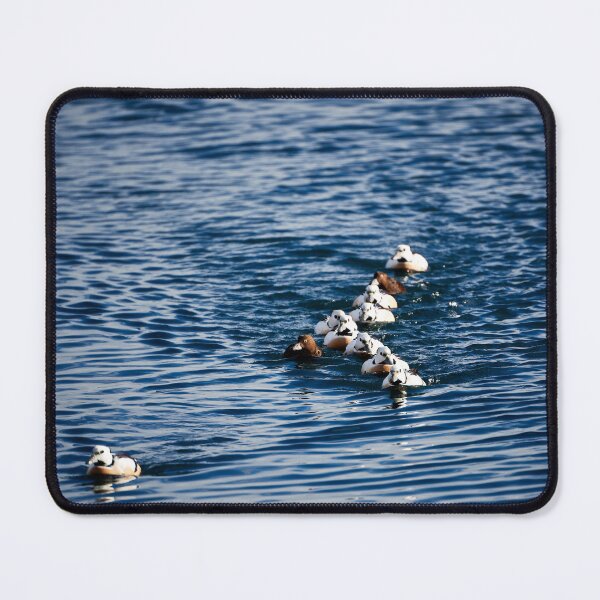 Item preview, Spotted Duck (Polysticta stelleri) designed and sold by Andreas Koerner.