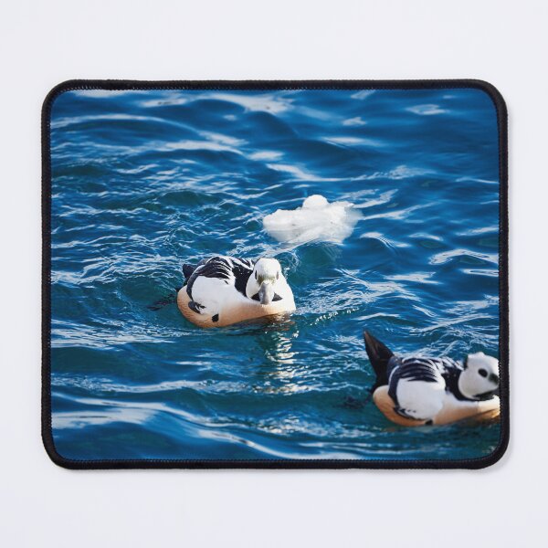 Item preview, Spotted Duck (Polysticta stelleri) designed and sold by Andreas Koerner.
