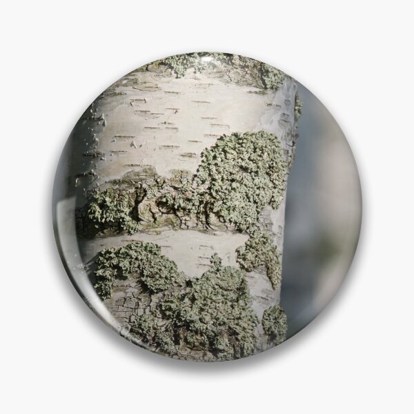 Item preview, Birch forest. 2025 designed and sold by Jouko Lehto Photography.