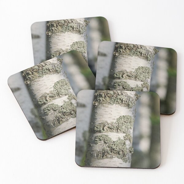 Item preview, Birch forest. 2025 designed and sold by Jouko Lehto Photography.