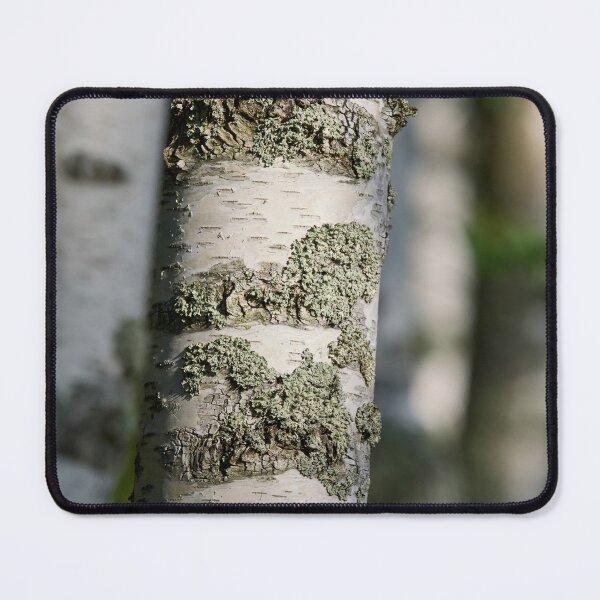 Item preview, Birch forest. 2025 designed and sold by Jouko Lehto Photography.