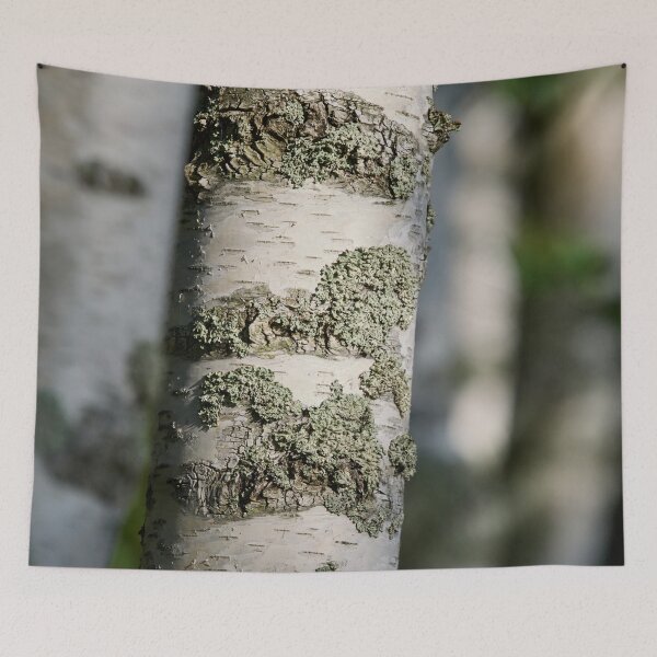 Item preview, Birch forest. 2025 designed and sold by Jouko Lehto Photography.