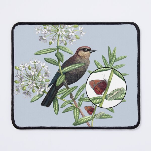 Item preview, Rusty Blackbird in Bog Labrador Tea with a Brown Elfin designed and sold by JadaFitch.