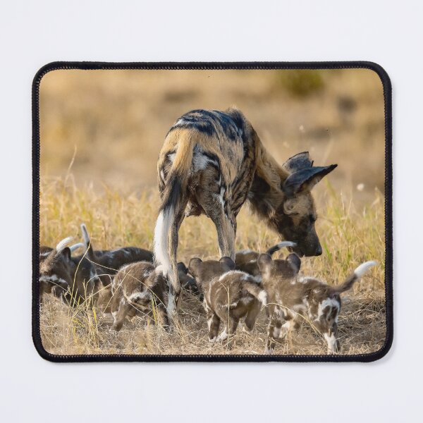 Item preview, Circle of care, wild dog mother with her pups at dusk designed and sold by DavideAntoniani.