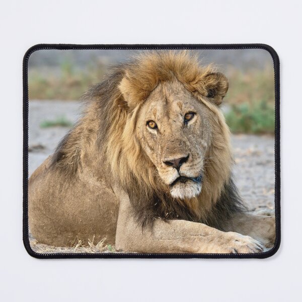 Item preview, Sekoti of Savuti — Quiet Power at Rest designed and sold by DavideAntoniani.
