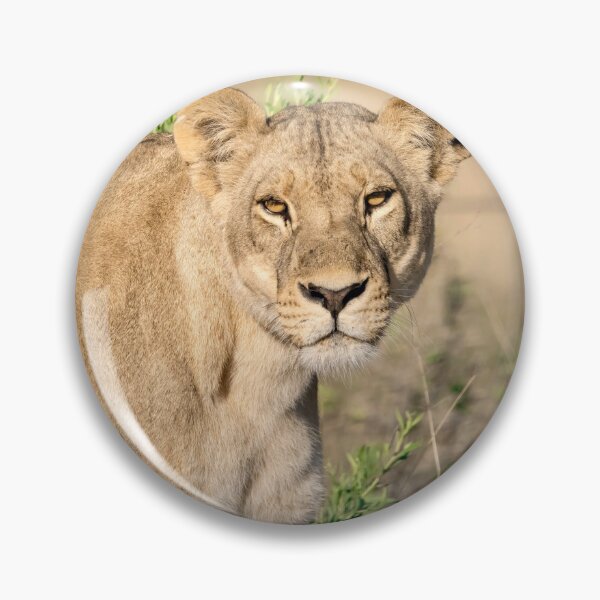 Item preview, Steady Fire — Lioness Portrait with Direct Gaze, Moremi designed and sold by DavideAntoniani.