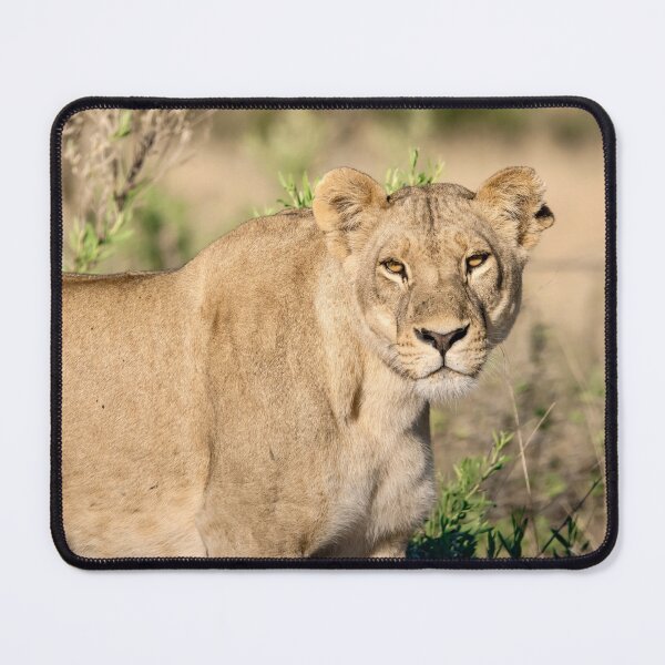 Item preview, Steady Fire — Lioness Portrait with Direct Gaze, Moremi designed and sold by DavideAntoniani.