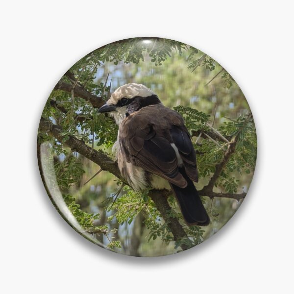 Item preview, White-Rumped Shrike in a Tree designed and sold by KristalStittle.