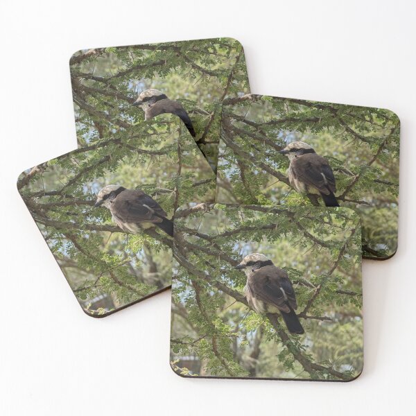 Item preview, White-Rumped Shrike in a Tree designed and sold by KristalStittle.