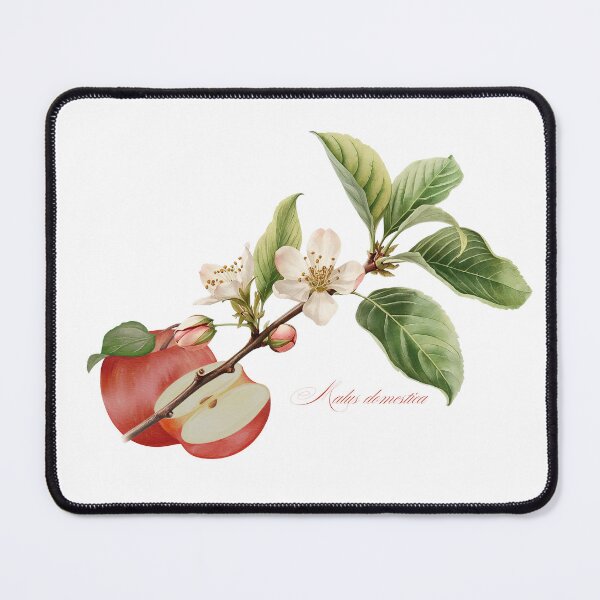 Item preview, Malus domestica | Flowering Branch and Fruit Botanical Illustration designed and sold by ChristinePartlow.