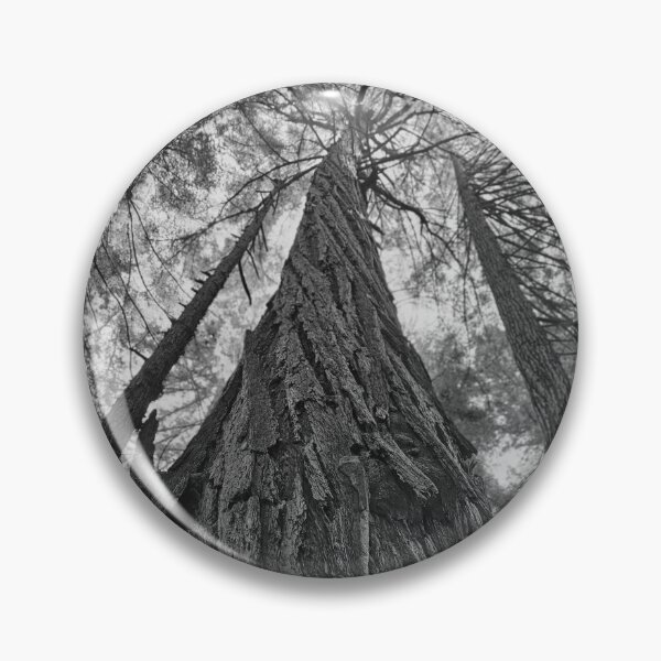 Item preview, Looking up to the Sequoia designed and sold by Craig Kauzmann.