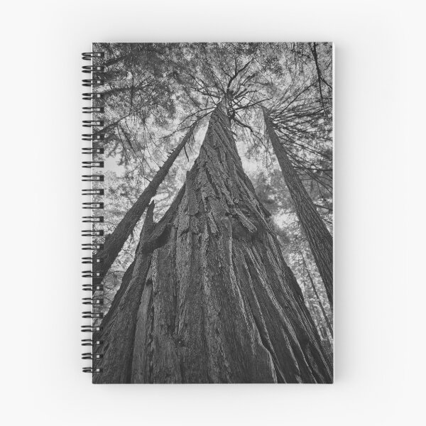 Item preview, Looking up to the Sequoia designed and sold by Craig Kauzmann.