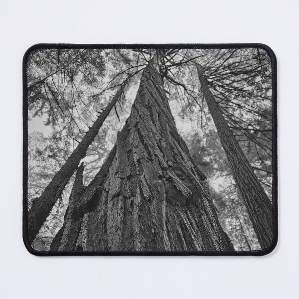 Item preview, Looking up to the Sequoia designed and sold by Craig Kauzmann.
