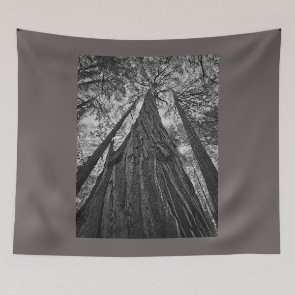 Item preview, Looking up to the Sequoia designed and sold by Craig Kauzmann.