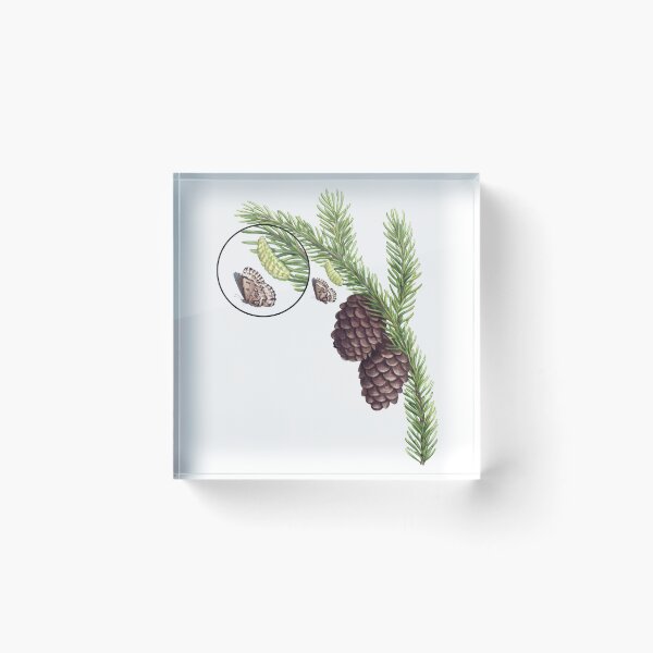 Item preview, Bog Elfin on Black Spruce  designed and sold by JadaFitch.