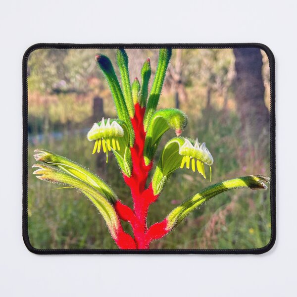 Item preview, Red and Green Kangaroo Paw Wildflower in Morning Light designed and sold by Be Captured by Brittany Emma.