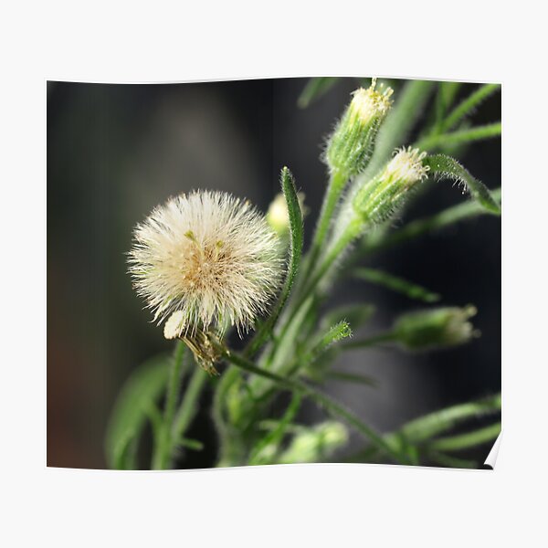 Soft As Silk Poster