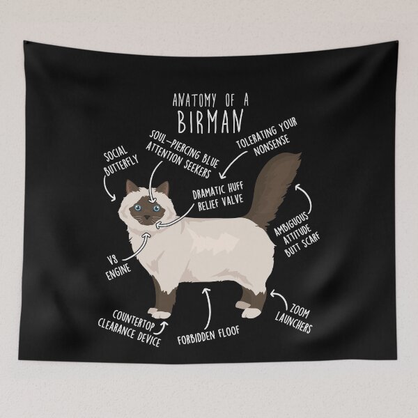 Item preview, Chocolate Point Birman Cat Anatomy designed and sold by Clara Hollins.