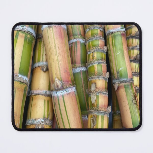 Item preview, Green & Gold Sugarcane – Tropical Plant Photography designed and sold by TrisaThyme.