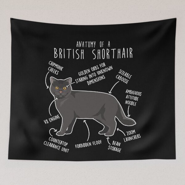 Item preview, Black British Shorthair Cat Anatomy designed and sold by Clara Hollins.