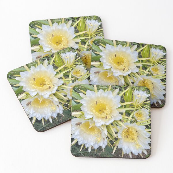 Item preview, White Cactus Flowers in Bloom – Botanical Photography designed and sold by TrisaThyme.