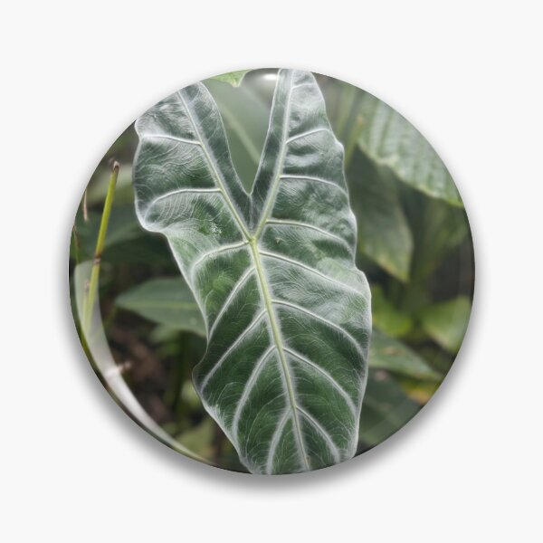 Item preview, Alocasia Elephant Ear Leaf – Tropical Jungle Plant Photography designed and sold by TrisaThyme.