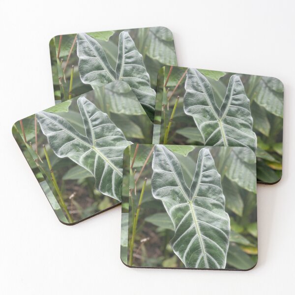 Item preview, Alocasia Elephant Ear Leaf – Tropical Jungle Plant Photography designed and sold by TrisaThyme.