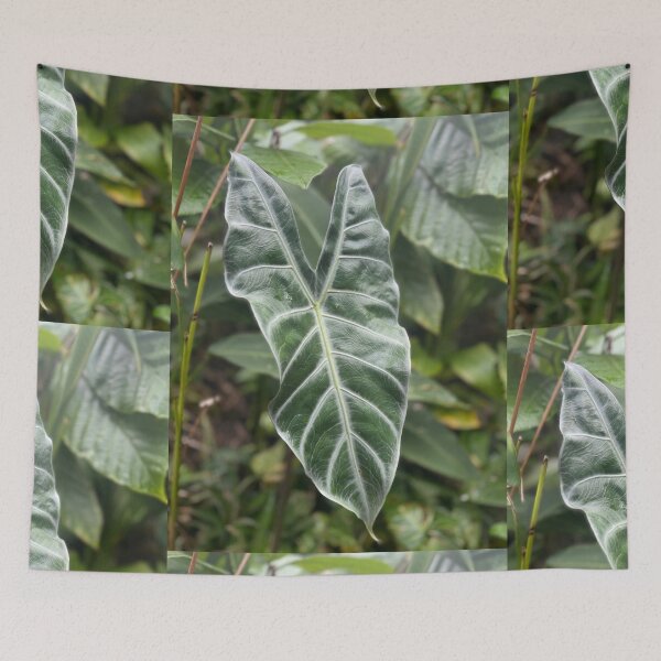 Item preview, Alocasia Elephant Ear Leaf – Tropical Jungle Plant Photography designed and sold by TrisaThyme.