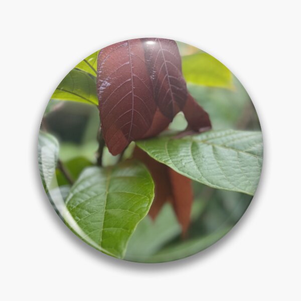 Item preview, Cacao Leaves – Tropical Chocolate Plant Photography designed and sold by TrisaThyme.