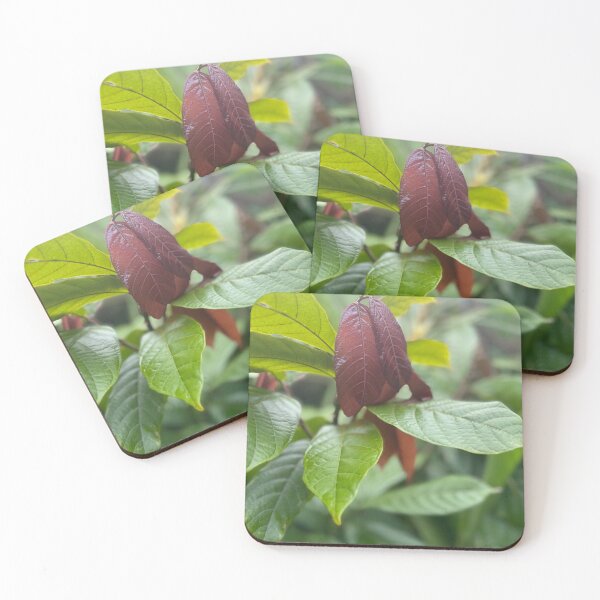Item preview, Cacao Leaves – Tropical Chocolate Plant Photography designed and sold by TrisaThyme.