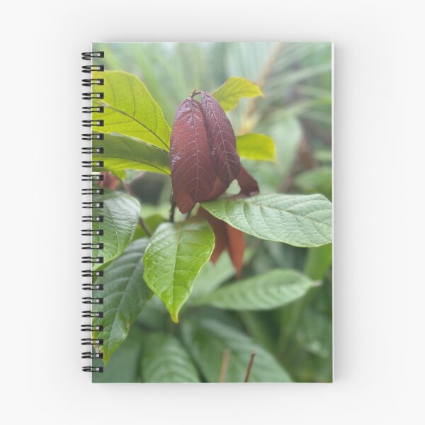 Item preview, Cacao Leaves – Tropical Chocolate Plant Photography designed and sold by TrisaThyme.