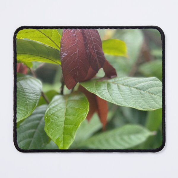 Item preview, Cacao Leaves – Tropical Chocolate Plant Photography designed and sold by TrisaThyme.