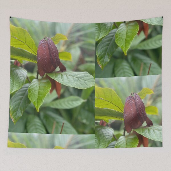 Item preview, Cacao Leaves – Tropical Chocolate Plant Photography designed and sold by TrisaThyme.