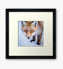 Neugieriger Fuchs Gerahmtes Wandbild