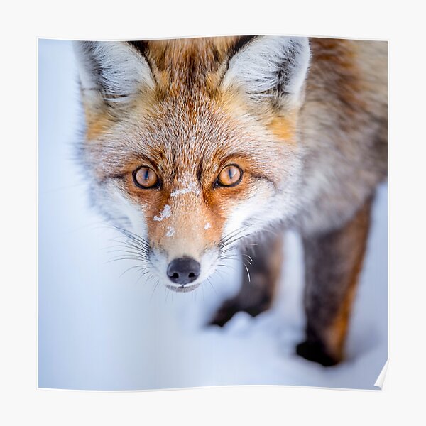 Renard Curieux Poster