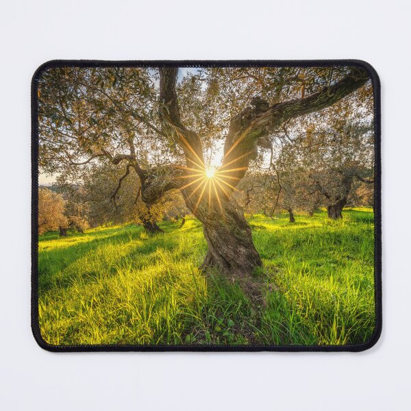 Item preview, Sunset sun in the center of an olive tree in Tuscany, Italy designed and sold by Stefano Orazzini.