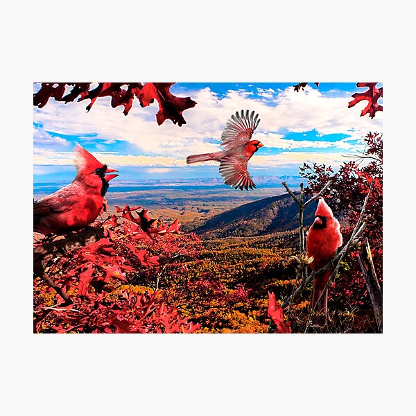 A Cardinal Moment Photographic Print