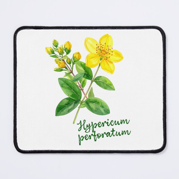Item preview, Hypericum Perforatum - Botanical Art designed and sold by Litely.