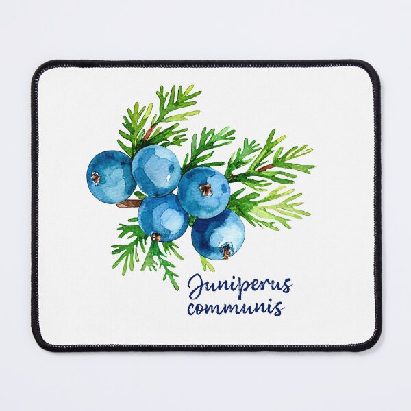 Item preview, Juniperus Communis - Botanical Illustration designed and sold by Litely.