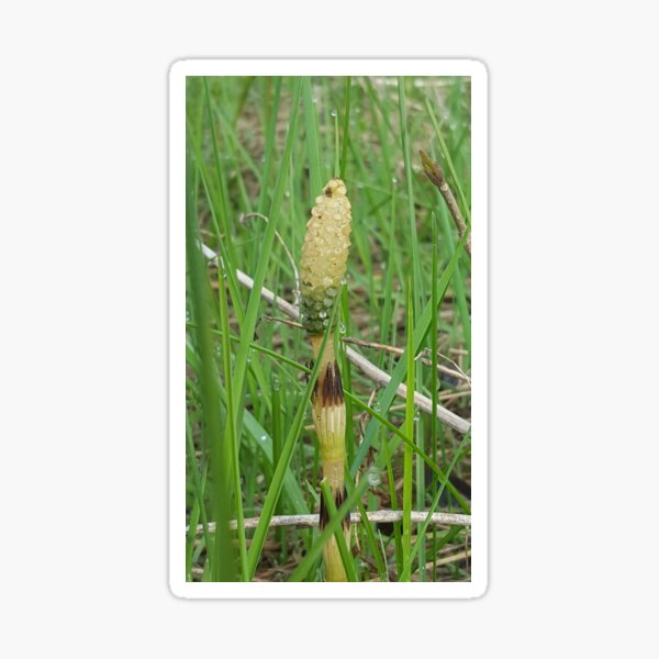 The Weird of Nature Sticker